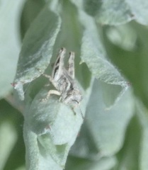 Melanoplus cinereus