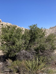 Prunus fremontii