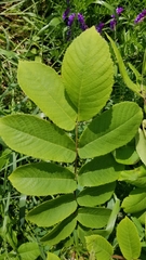 Juglans ailantifolia