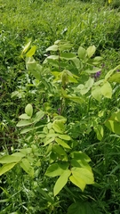 Juglans ailantifolia