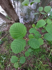 Alnus glutinosa