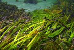 Posidonia australis