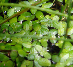 Lemna aequinoctialis