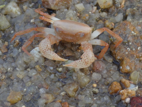 Asian Shore Crab, photo 9 of 10