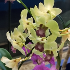 Orchidaceae