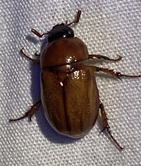 Scarabaeidae