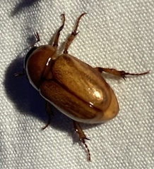 Scarabaeidae