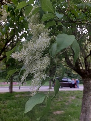 Fraxinus ornus