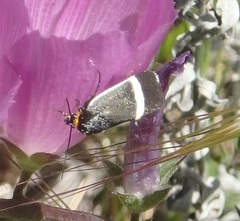 Pseudalypia crotchii