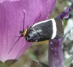 Pseudalypia crotchii