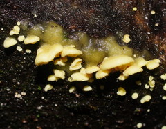 Crepidotus stromaticus