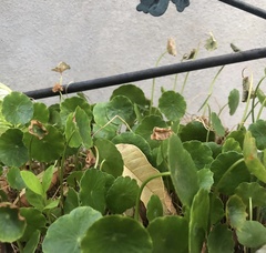 Hydrocotyle vulgaris