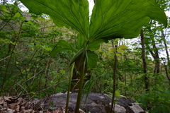 Trillium vaseyi