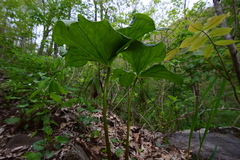 Trillium vaseyi