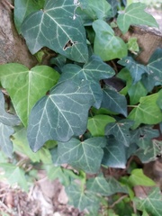 Hedera helix