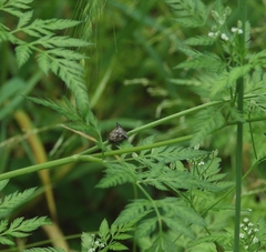 Alcimocoris japonensis