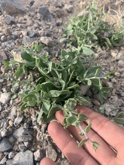 Lycium pallidum oligospermum