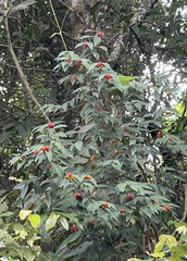 Wikstroemia