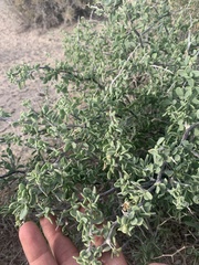 Lycium pallidum oligospermum