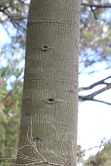 Brachychiton australis