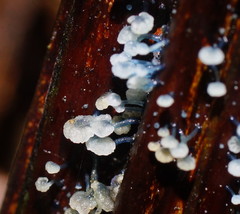 Mycena lazulina