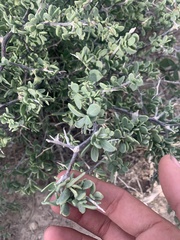 Lycium pallidum oligospermum