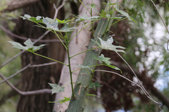Brachychiton australis