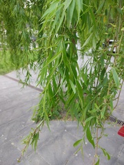 Salix