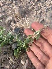 Lycium pallidum oligospermum