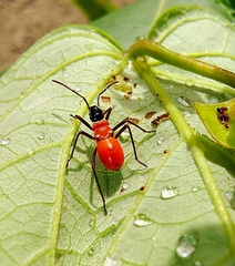 Dysdercus decussatus