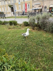 Larus michahellis