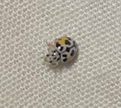 Psyllobora nana
