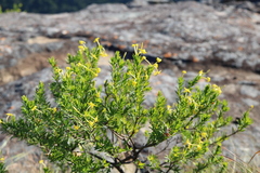 Lasiosiphon triplinervis