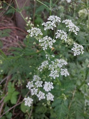Anthriscus sylvestris