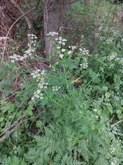 Anthriscus sylvestris