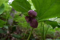 Trillium rugelii