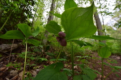 Trillium rugelii