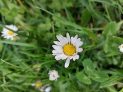 Bellis perennis