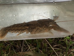 Cambarus hiwasseensis