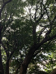 Ternstroemia gymnanthera