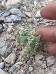 Atriplex phyllostegia