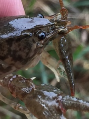 Cambarus hiwasseensis