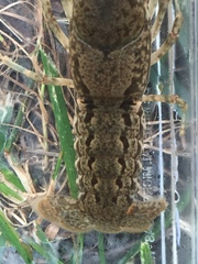 Cambarus hiwasseensis