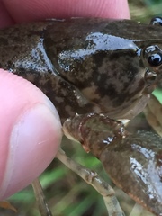Cambarus hiwasseensis