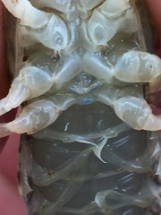 Cambarus hiwasseensis