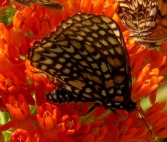 Euphydryas phaeton ozarkae
