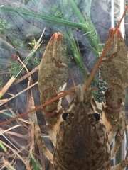 Cambarus hiwasseensis