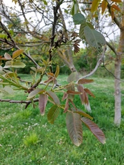 Juglans regia