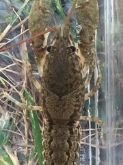 Cambarus hiwasseensis