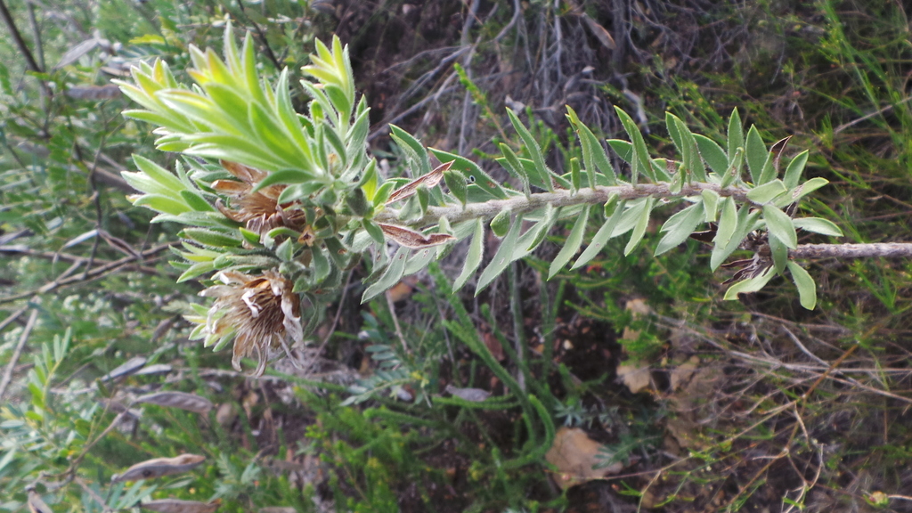 Schistostephium umbellatum from Sparrebosch, Knysna, 6571, South Africa